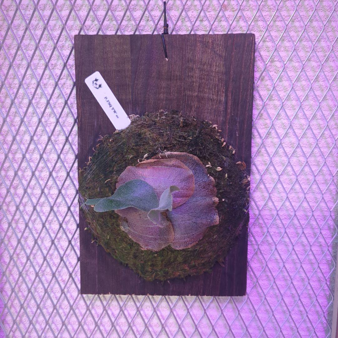 わ*ち様 【期間限定出品】P.FSQ 'FW' oc/ビカクシダ