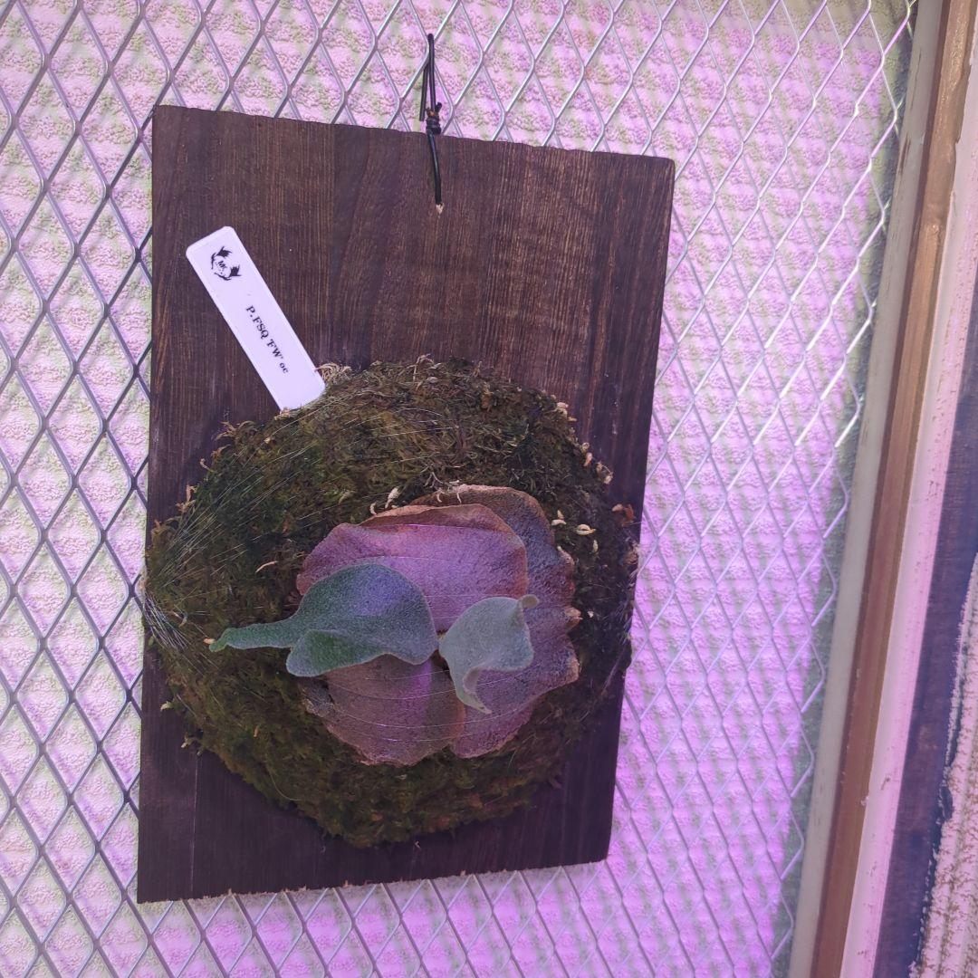 わ*ち様 【期間限定出品】P.FSQ 'FW' oc/ビカクシダ