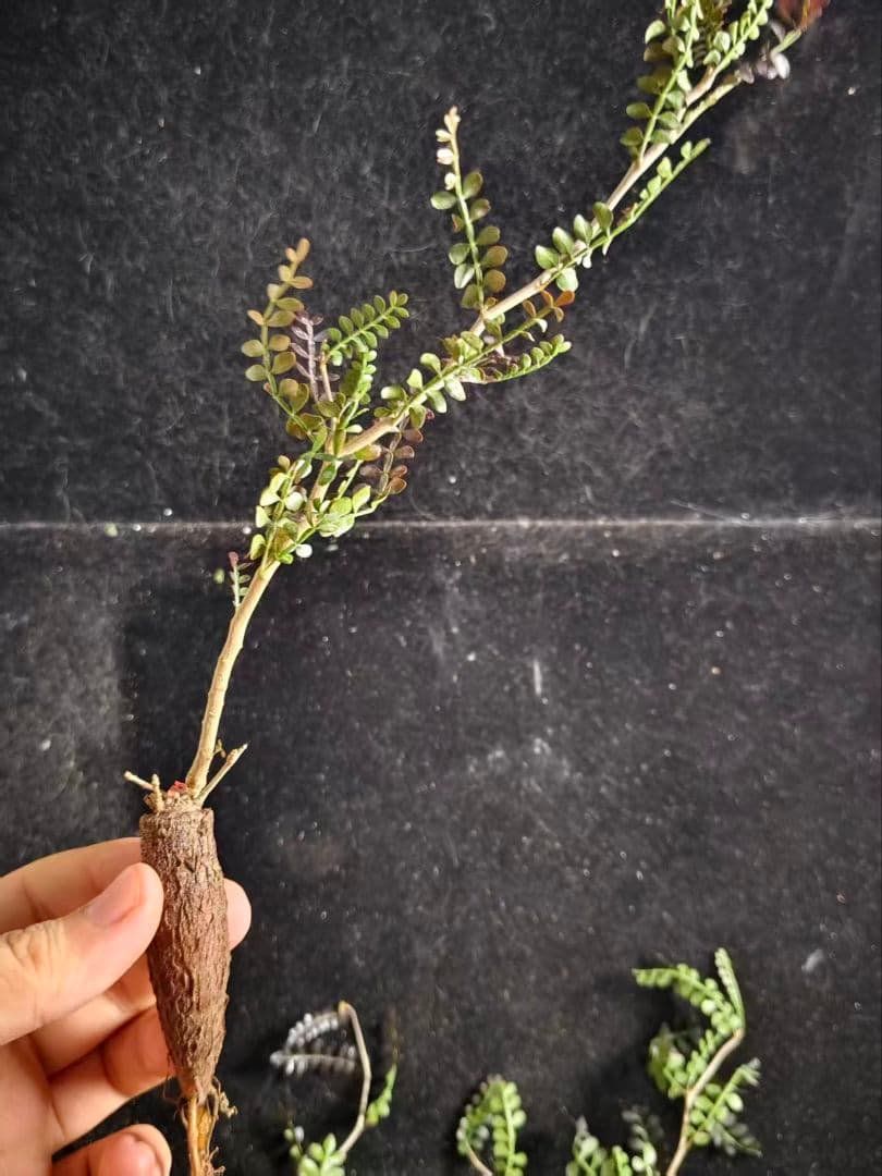 こ*い様 オペルクリカリア パキプス／Operculicarya pachypu