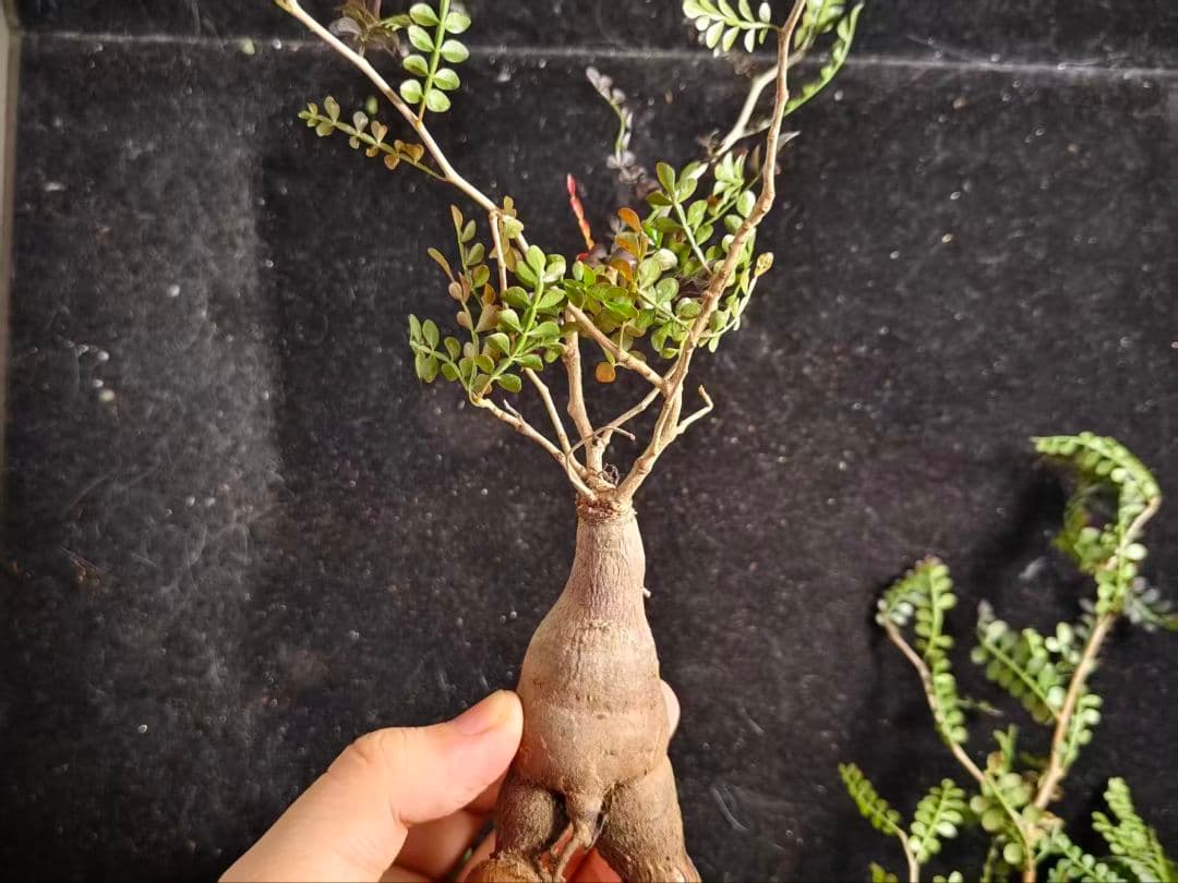 こ*い様 オペルクリカリア パキプス／Operculicarya pachypu