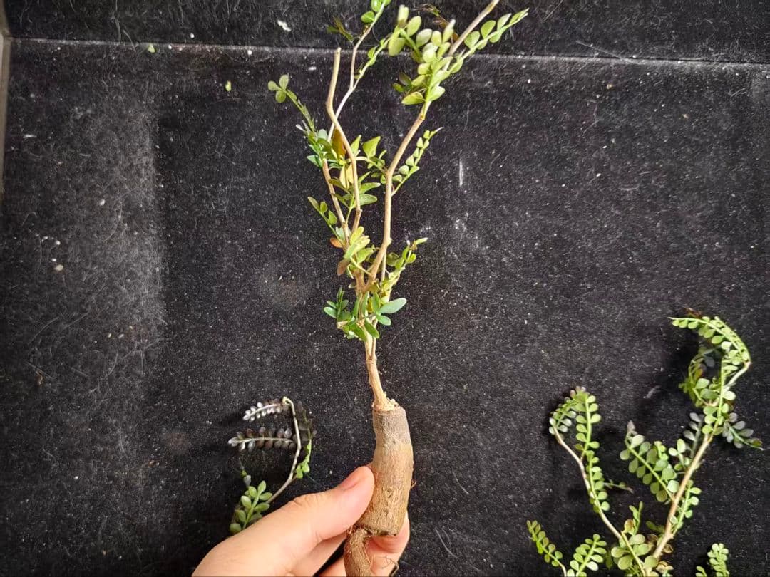 こ*い様 オペルクリカリア パキプス／Operculicarya pachypu