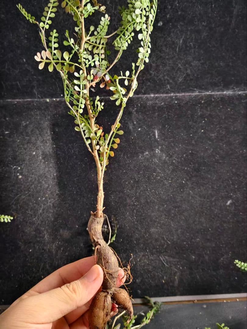 こ*い様 オペルクリカリア パキプス／Operculicarya pachypu