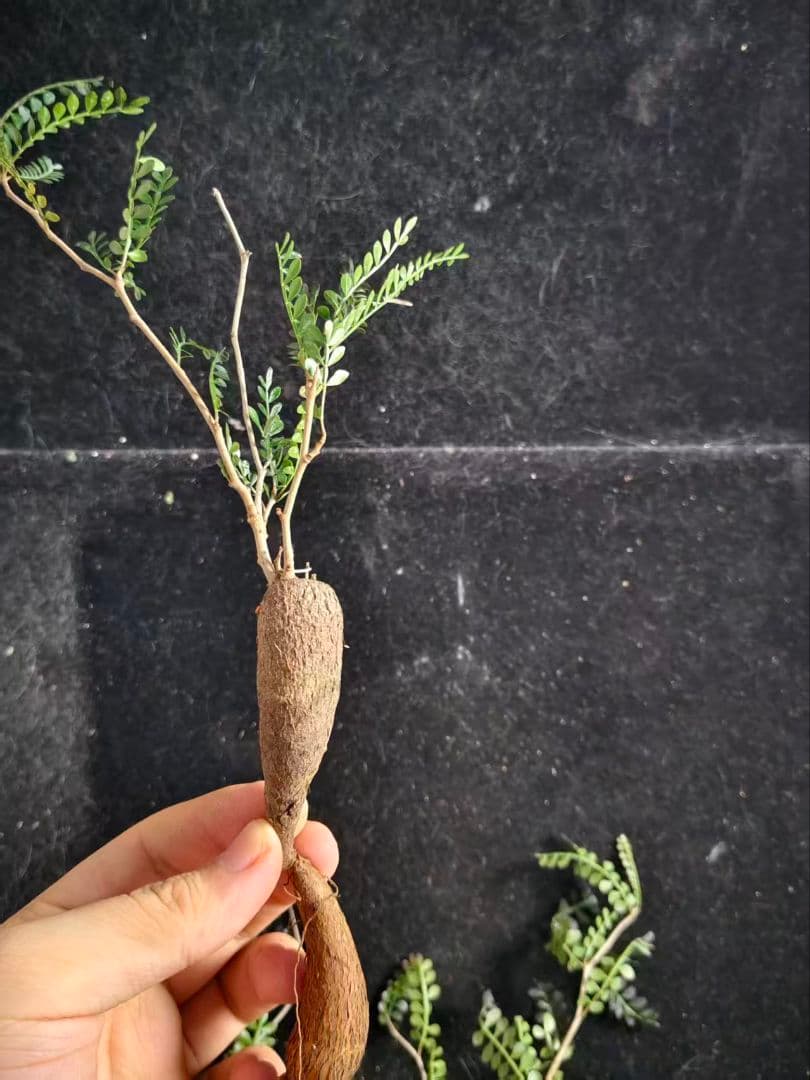 こ*い様 オペルクリカリア パキプス／Operculicarya pachypu