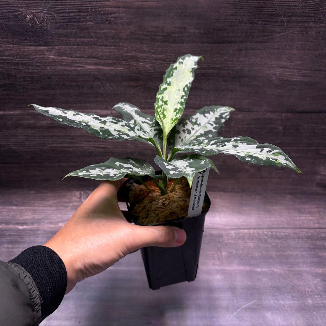 アグラオネマ ピクタム オリジナル実生株(MB-2024/MC1NM-11) - メルカリ