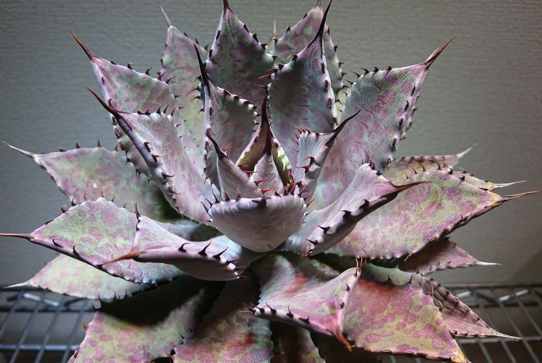 アガベハイブリッド 血雨雷神 B - メルカリ