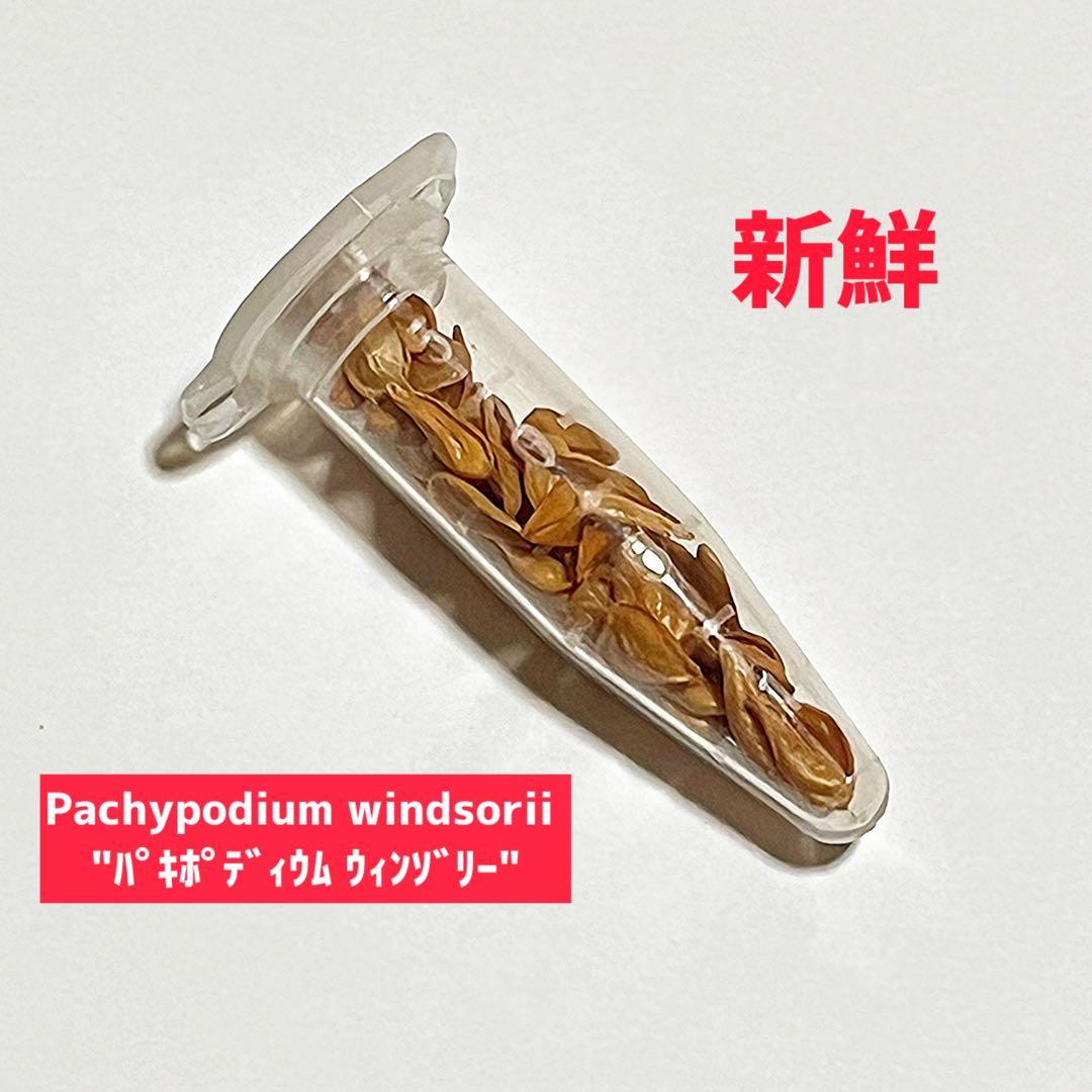 超新鮮　パキポディウム　ウィンゾリー　種子　7月下旬採種　50粒　塊根植物