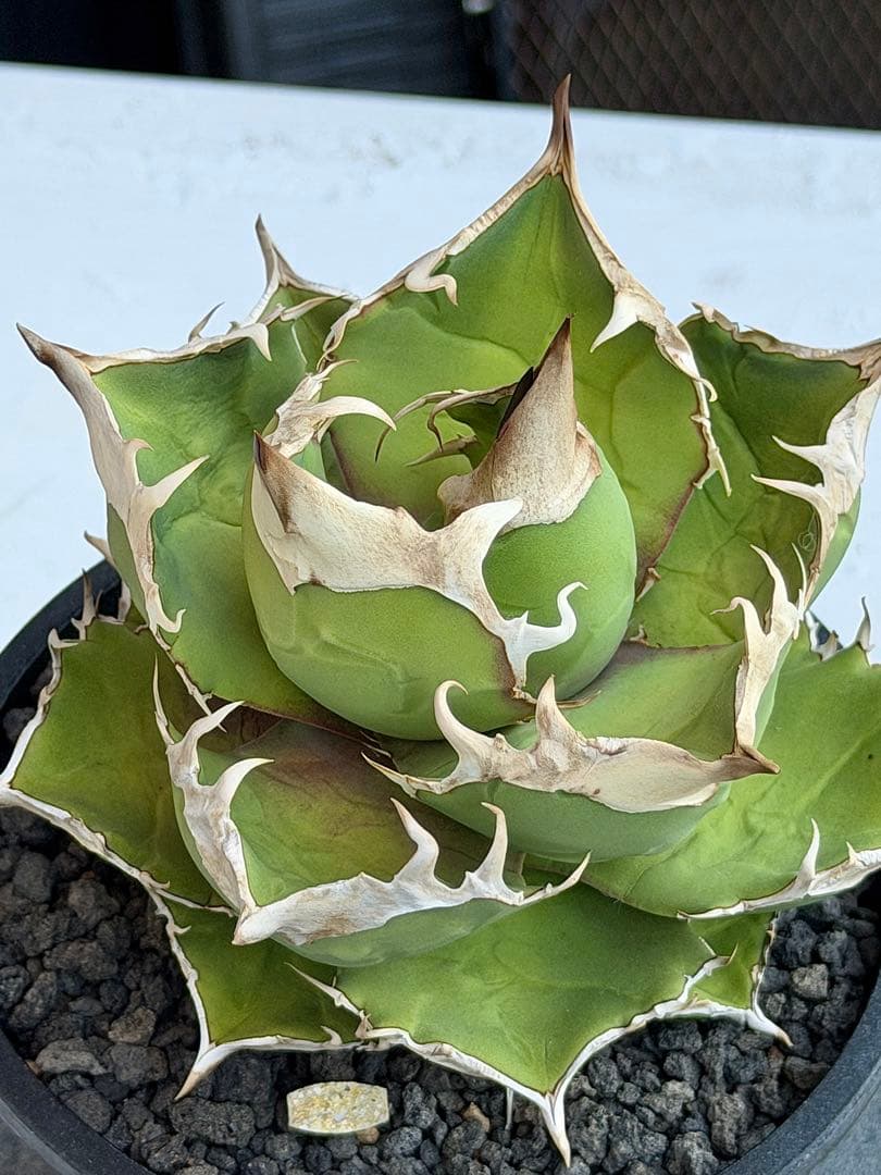 アガベチタノタ　トリケラトプス　白犀牛　カクタスグリーン　大株　親株　5号鉢