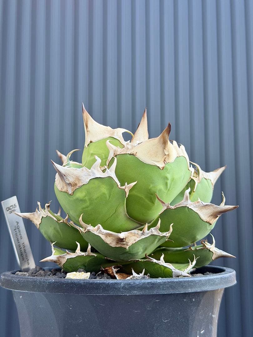 アガベチタノタ　トリケラトプス　白犀牛　カクタスグリーン　大株　親株　5号鉢
