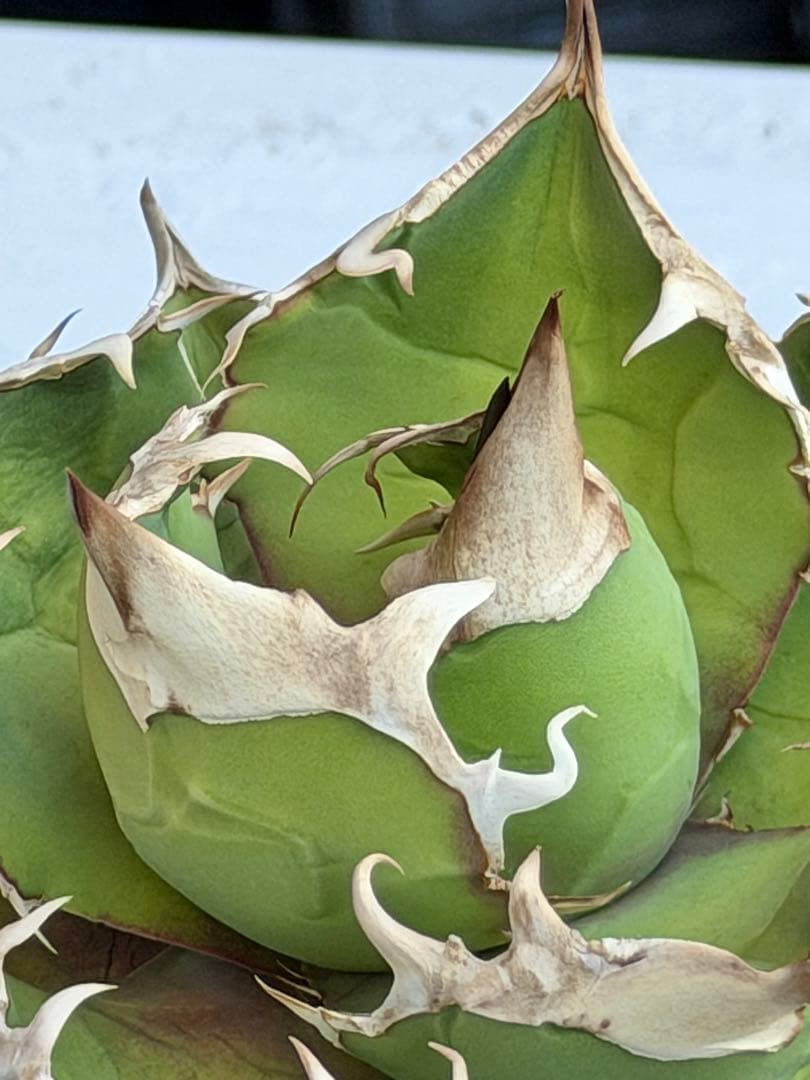 アガベチタノタ　トリケラトプス　白犀牛　カクタスグリーン　大株　親株　5号鉢