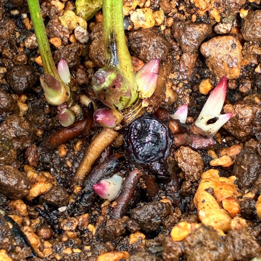 ヒ*イ様 ☘️ 唯一無二❤️開花株❤️根充実❤️⭐️超⭐️沢山新芽❤️797超希