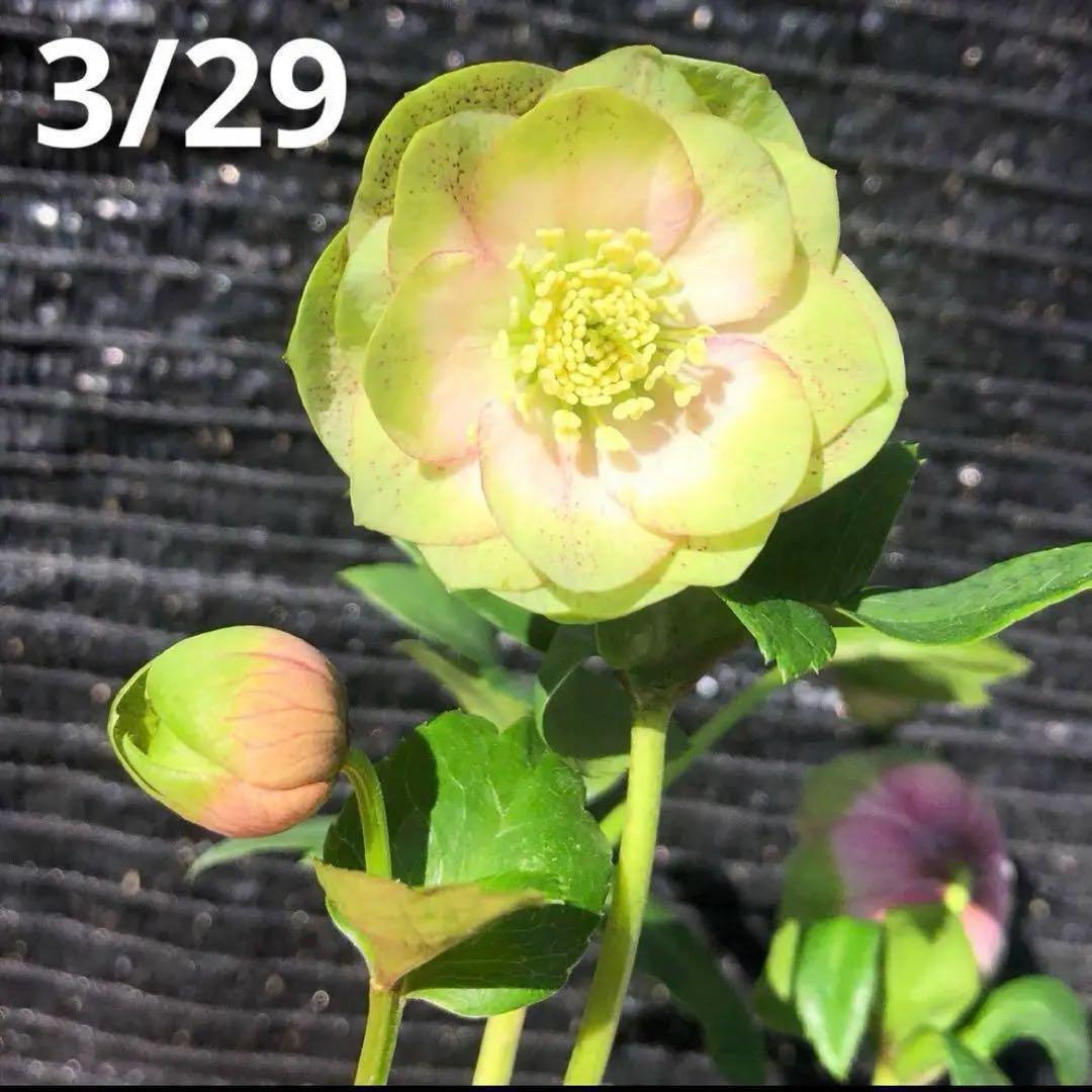 ヒ*イ様 ☘️ 唯一無二❤️開花株❤️根充実❤️⭐️超⭐️沢山新芽❤️797超希