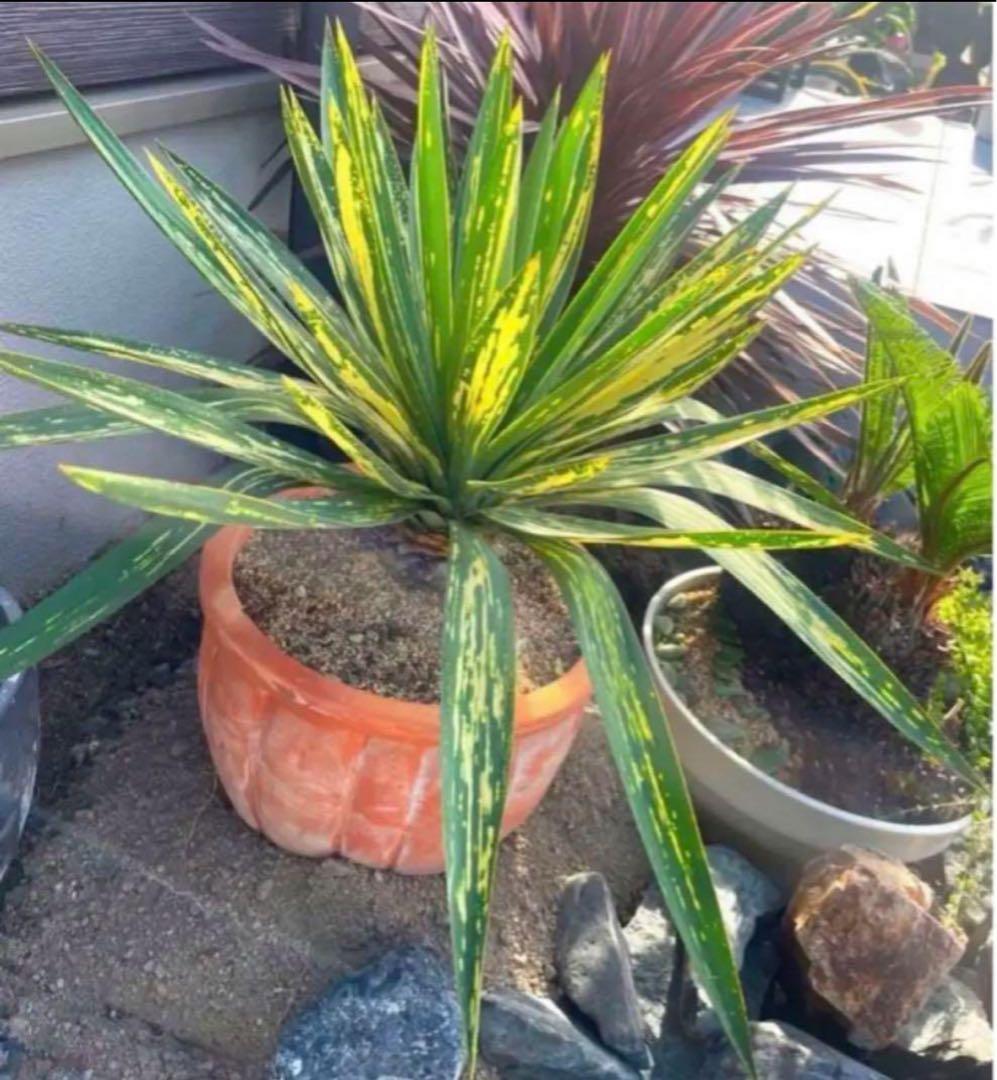 【超希少品種】ユッカ グロリオサ　散り斑 大株 キミガヨラン アツバキミガヨラン