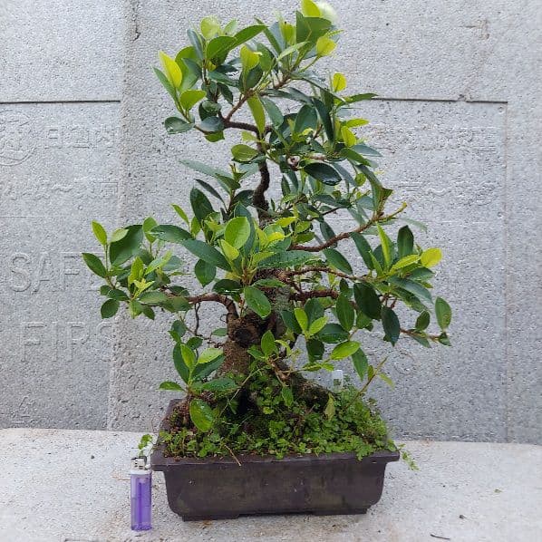 亜熱帯の樹木　奄美のガジュマル　①