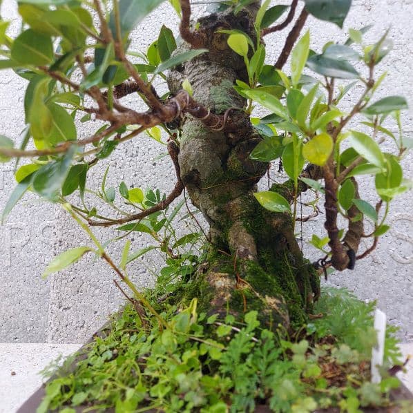 亜熱帯の樹木　奄美のガジュマル　①