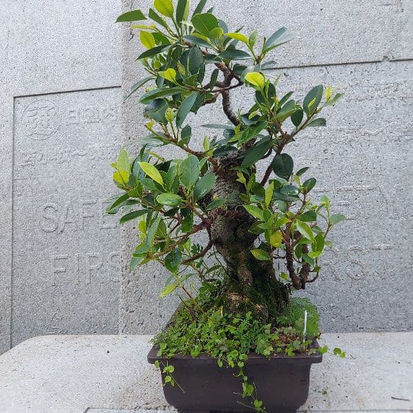 亜熱帯の樹木　奄美のガジュマル　①