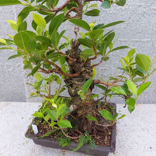 亜熱帯の樹木　奄美のガジュマル　①