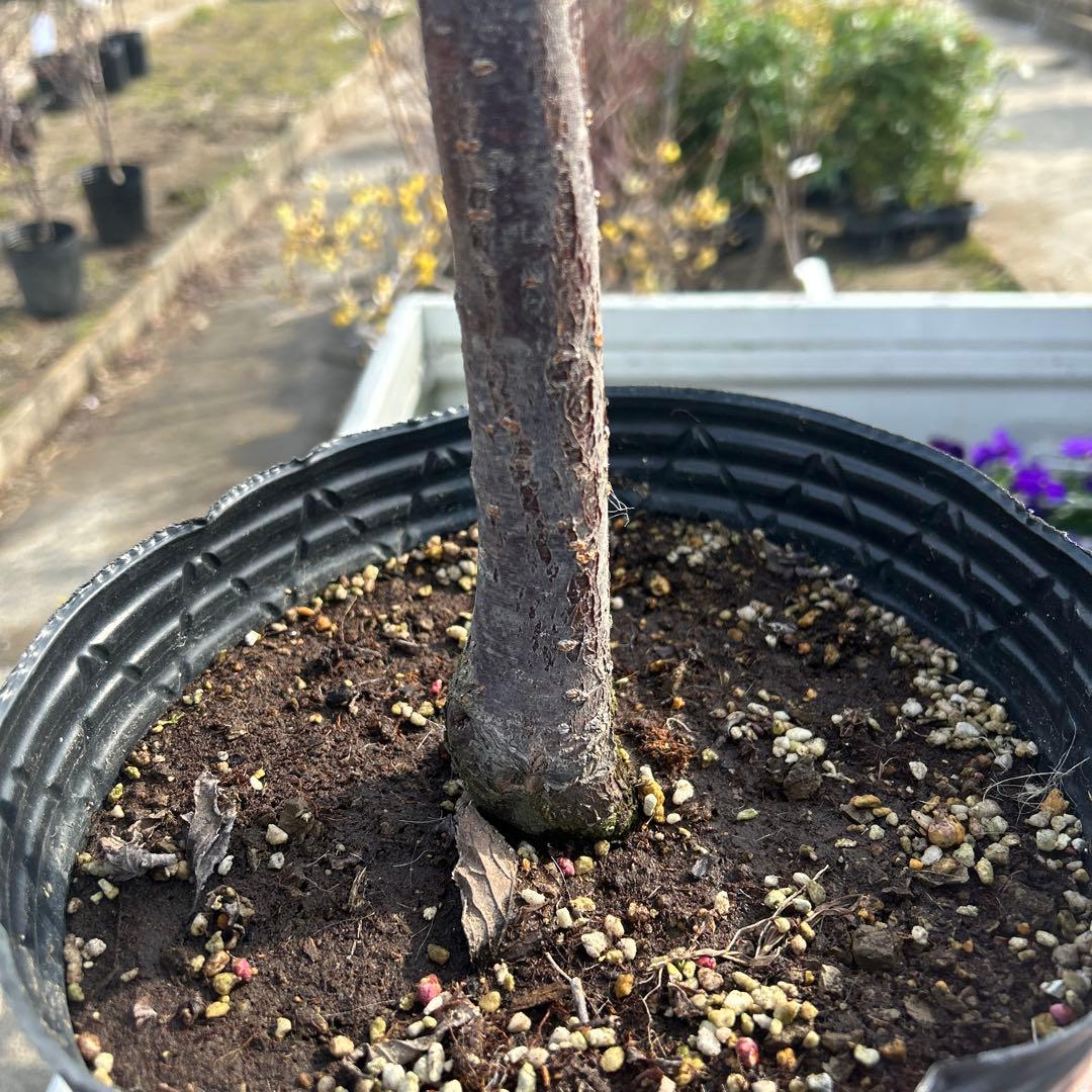 健康的な寒紅梅約1.2メートル