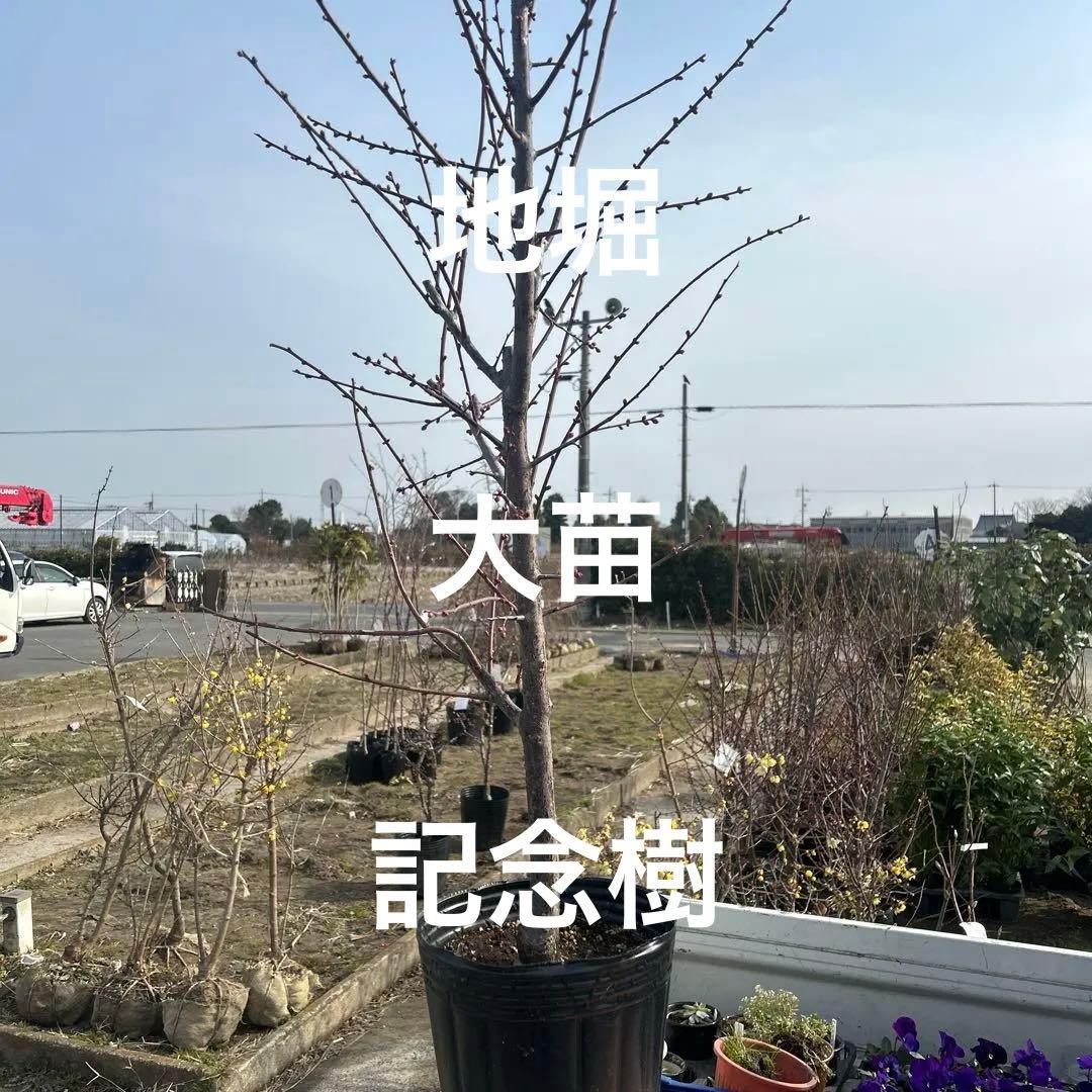 健康的な寒紅梅約1.2メートル