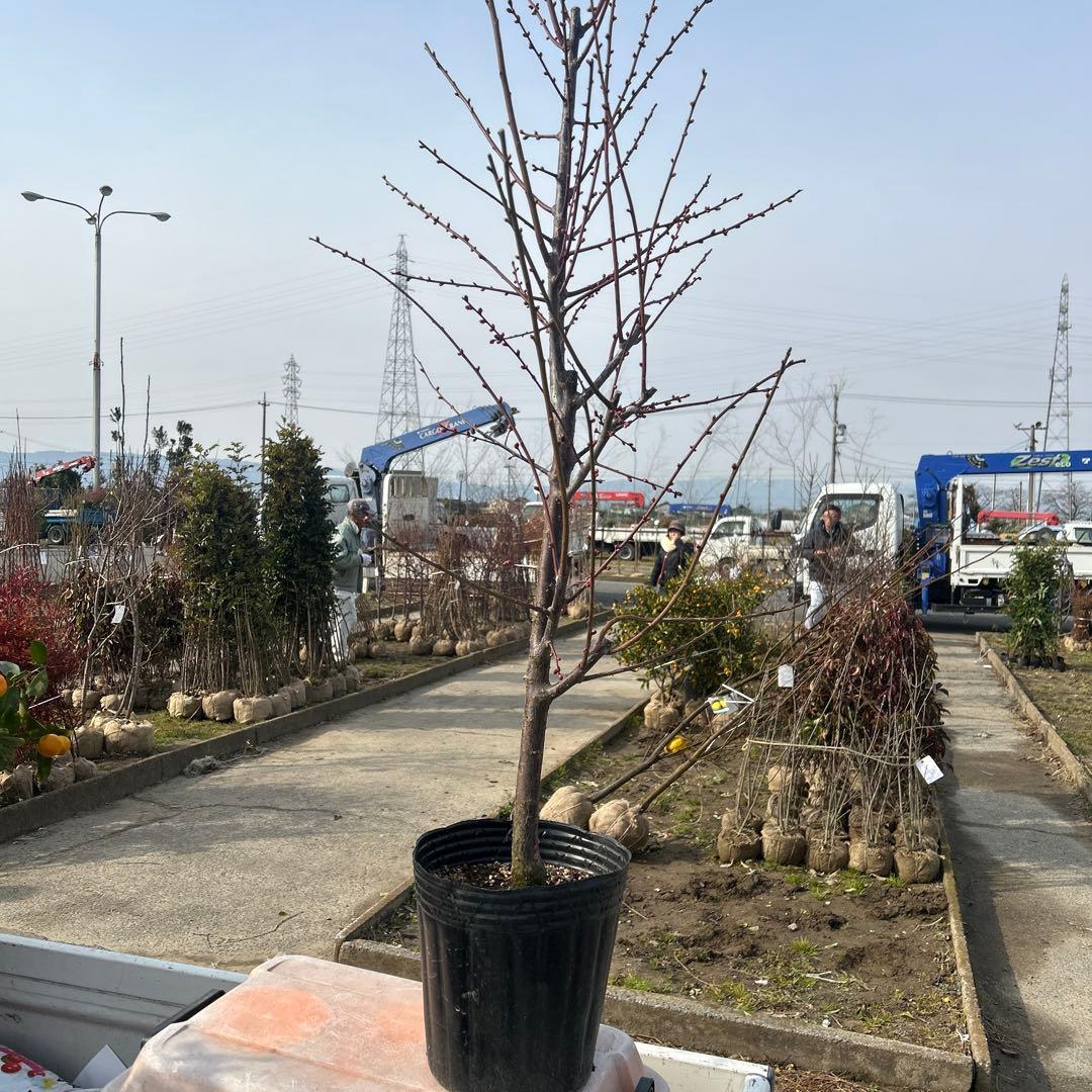 健康的な寒紅梅約1.2メートル