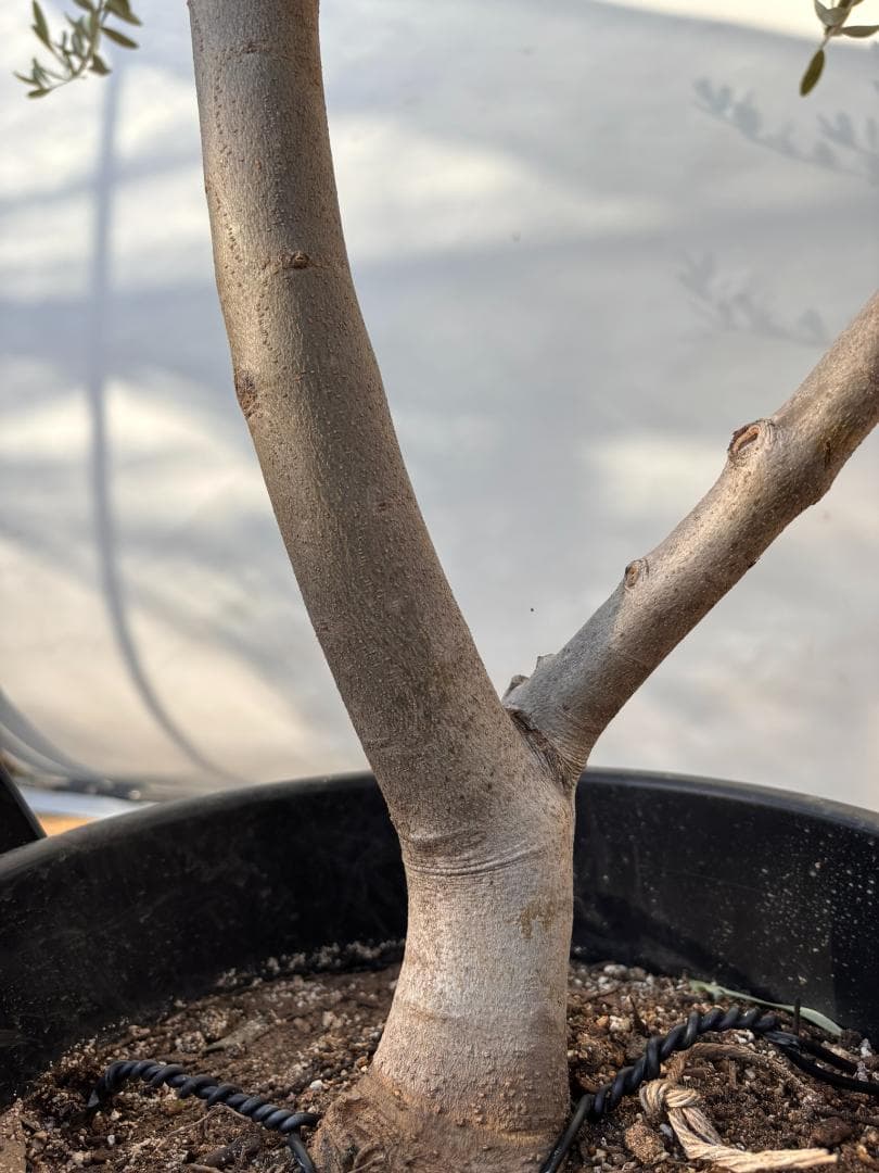オリーブの木　コレッジョラ　約190cm　NO.2036　大型　現品掲載