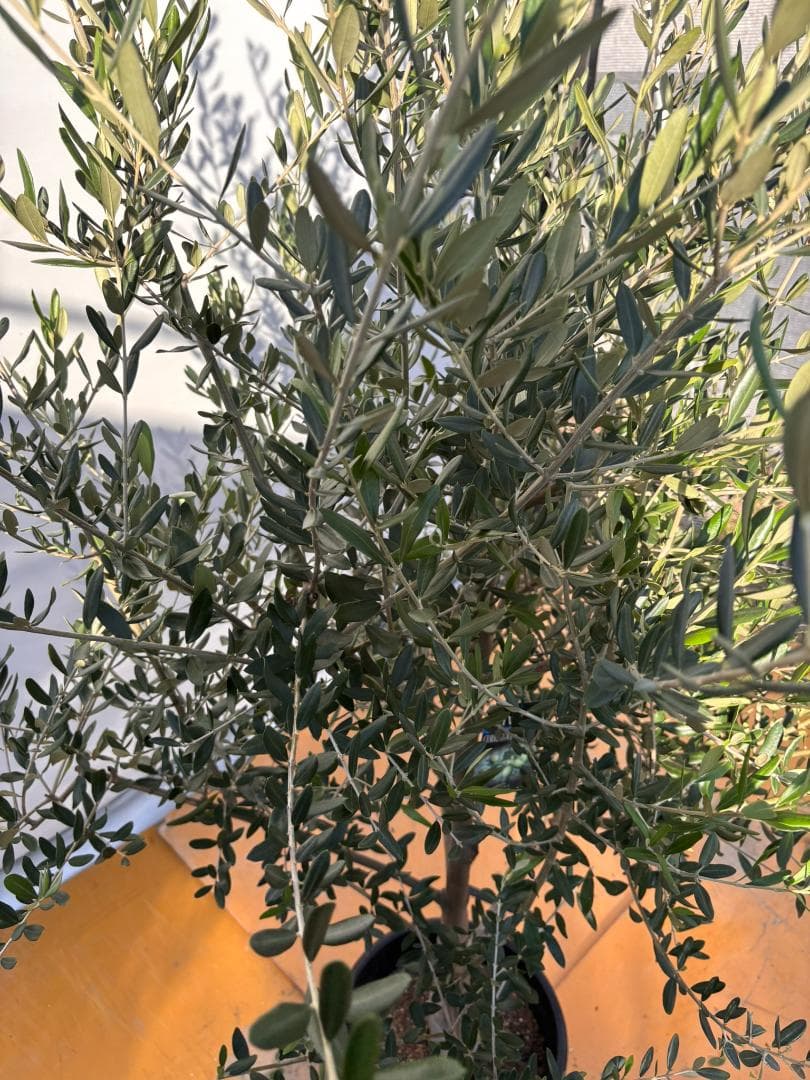 オリーブの木　コレッジョラ　約190cm　NO.2036　大型　現品掲載