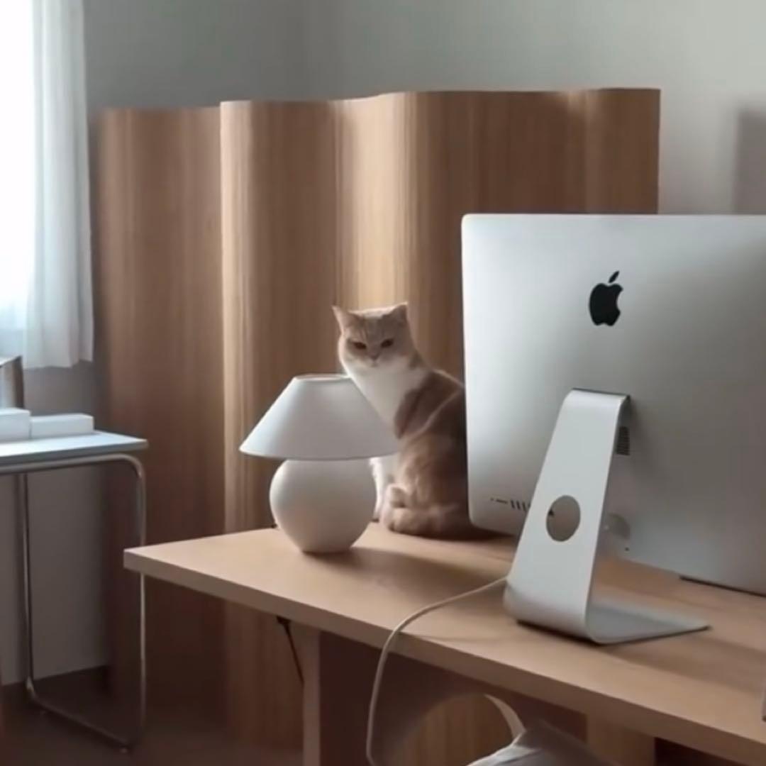 ‼️即発送‼️限定価格　木製波形パーテーション ウッド　インテリア　仕切り　美品