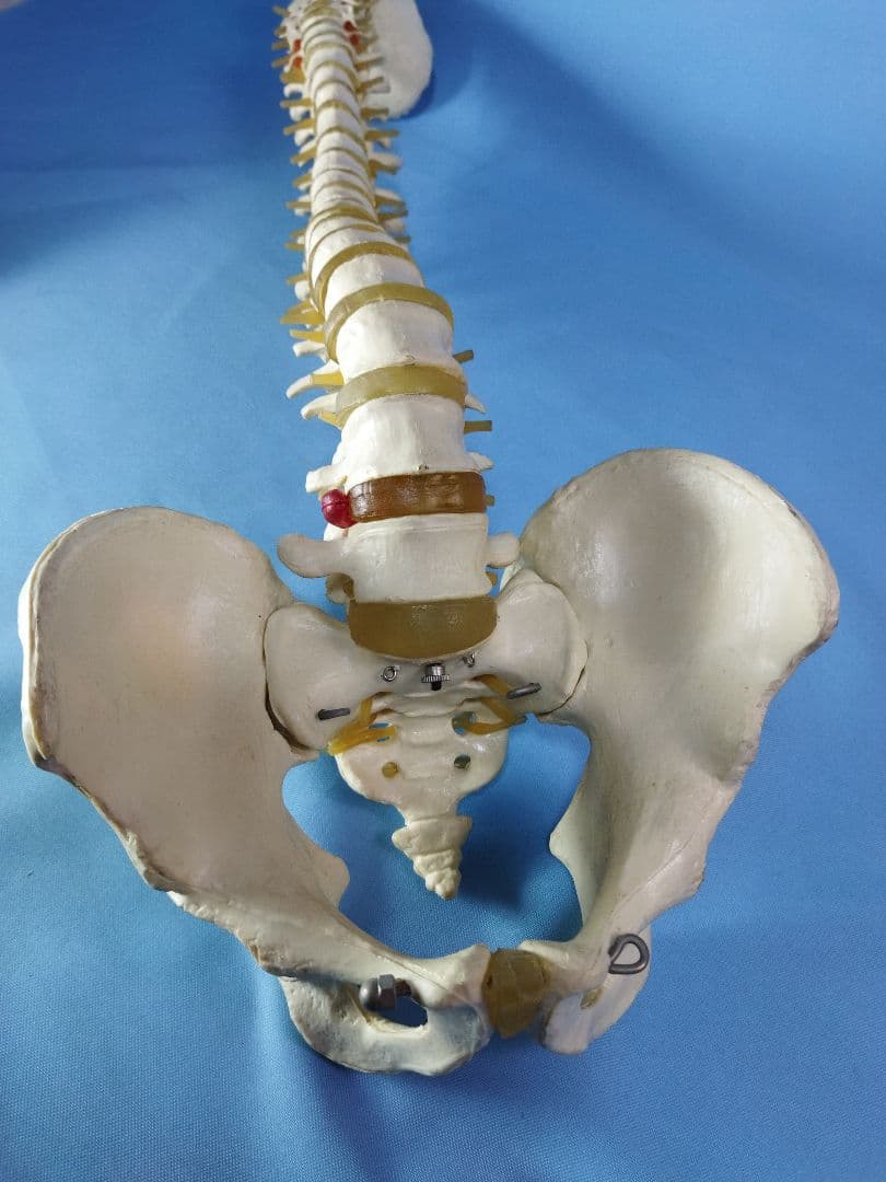 脊椎模型 約70cm 骨格標本 人体模型 カイロ 整体 整骨院 鍼灸 - メルカリ