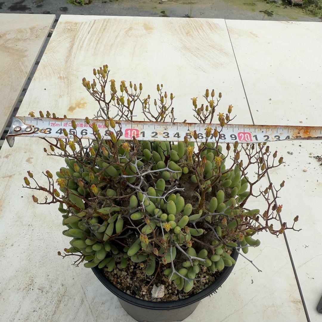 Tylecodon reticulatusチレコドンレティキュラータス万物想