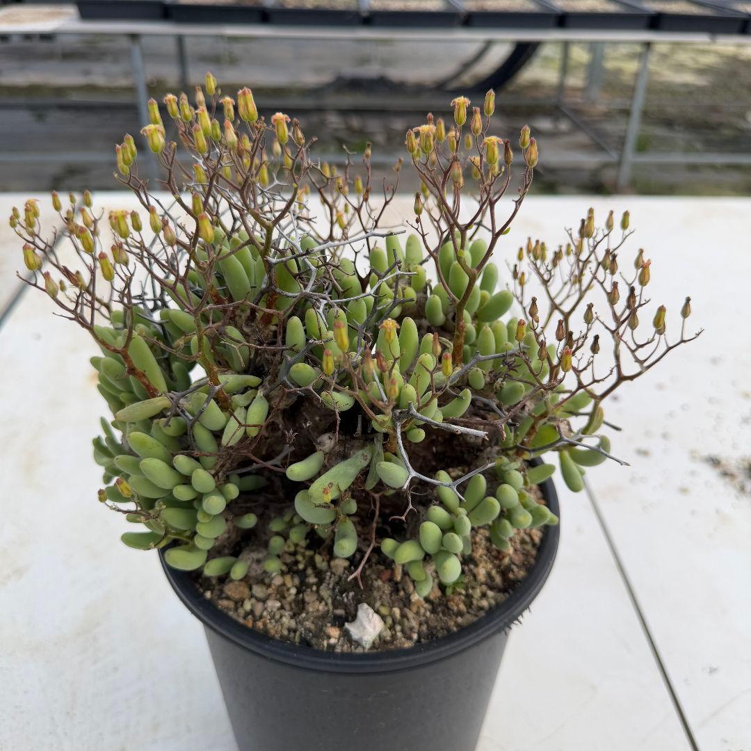 Tylecodon reticulatusチレコドンレティキュラータス万物想