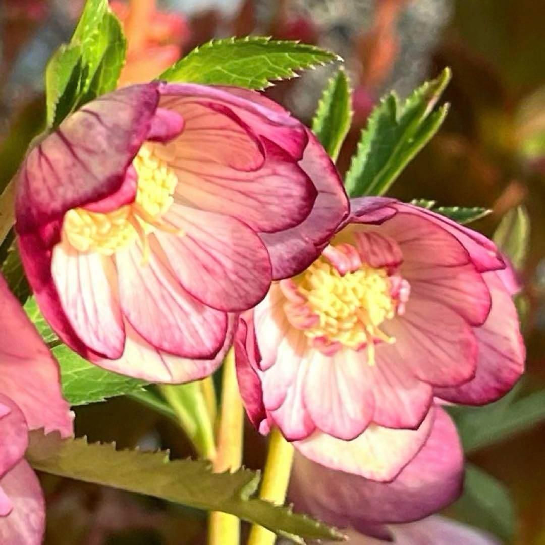 ま*️様 ❤️根充実❤️沢山新芽元気株❤️604⭐️超レア極上発色⭐️乳白色 【