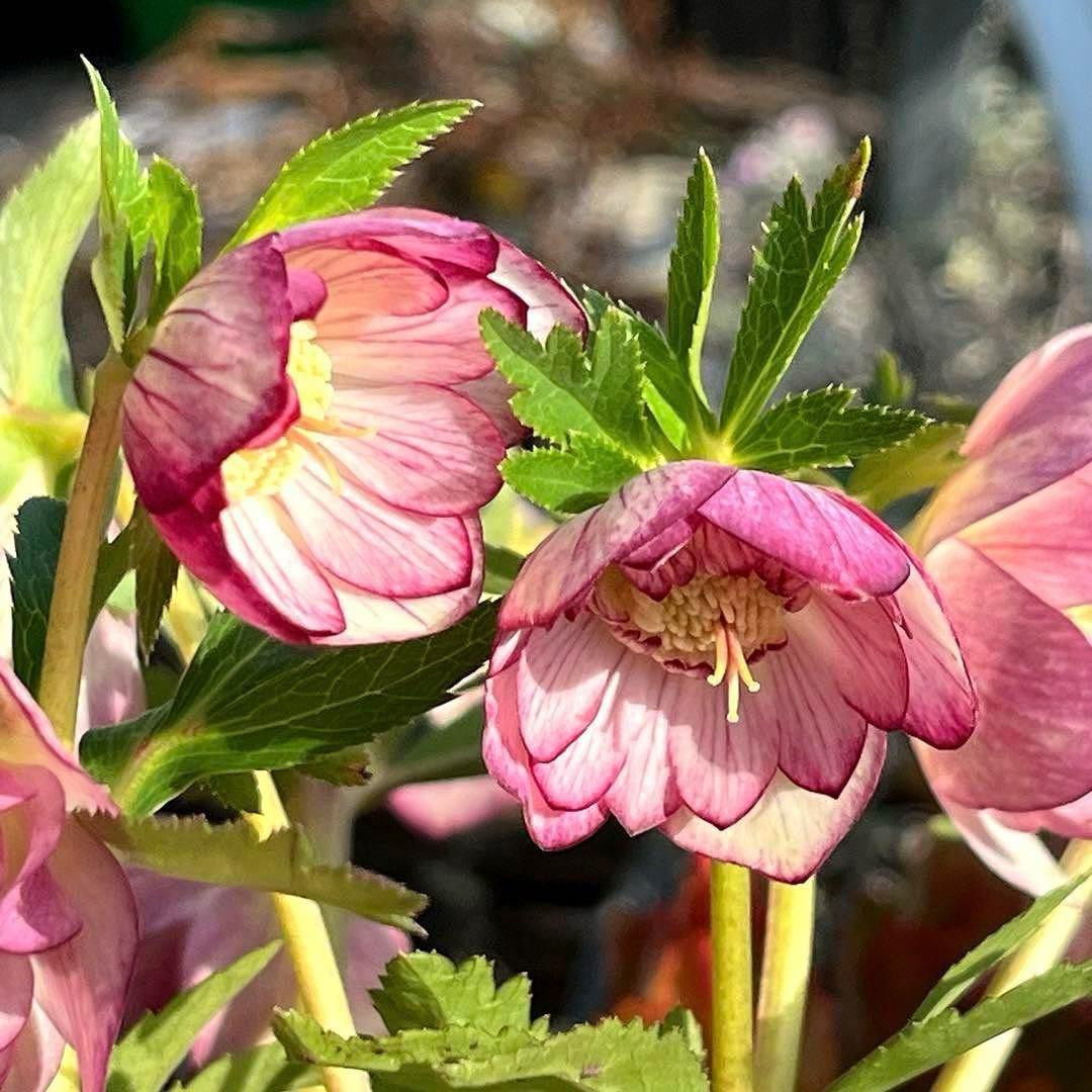 ま*️様 ❤️根充実❤️沢山新芽元気株❤️604⭐️超レア極上発色⭐️乳白色 【