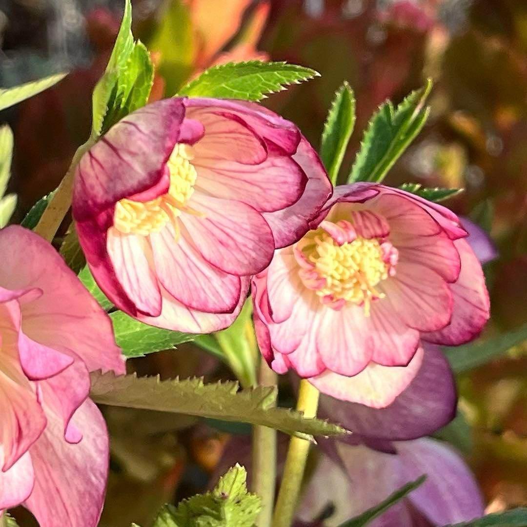 ま*️様 ❤️根充実❤️沢山新芽元気株❤️604⭐️超レア極上発色⭐️乳白色 【