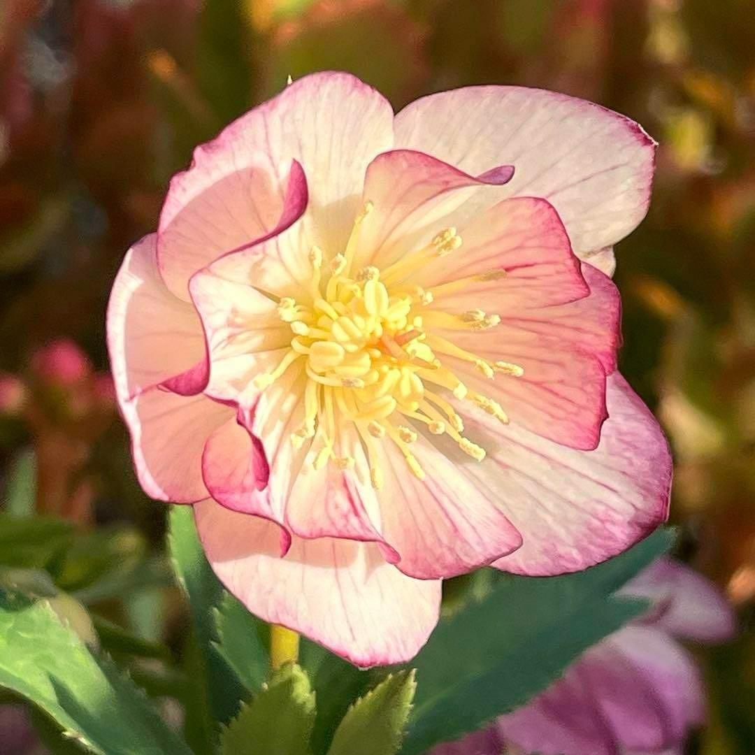 ま*️様 ❤️根充実❤️沢山新芽元気株❤️604⭐️超レア極上発色⭐️乳白色 【