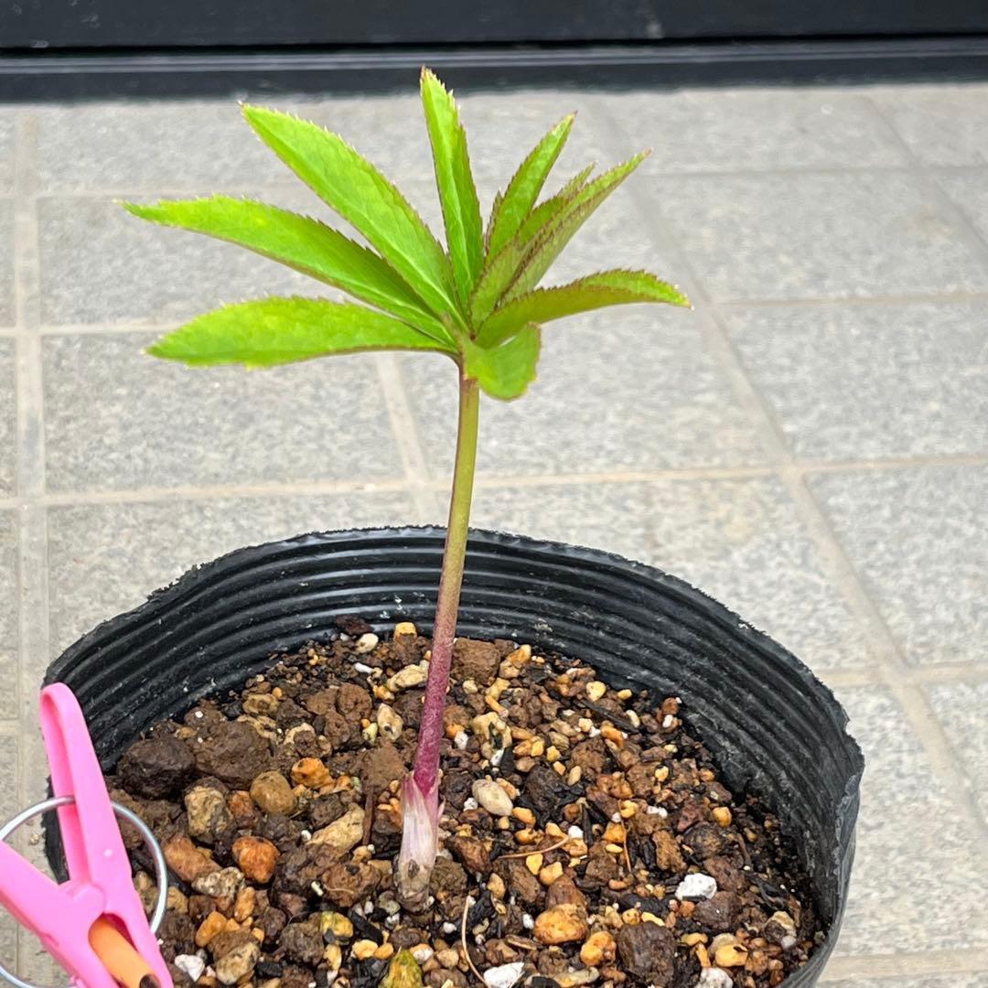 ま*️様 ❤️根充実❤️沢山新芽元気株❤️604⭐️超レア極上発色⭐️乳白色 【