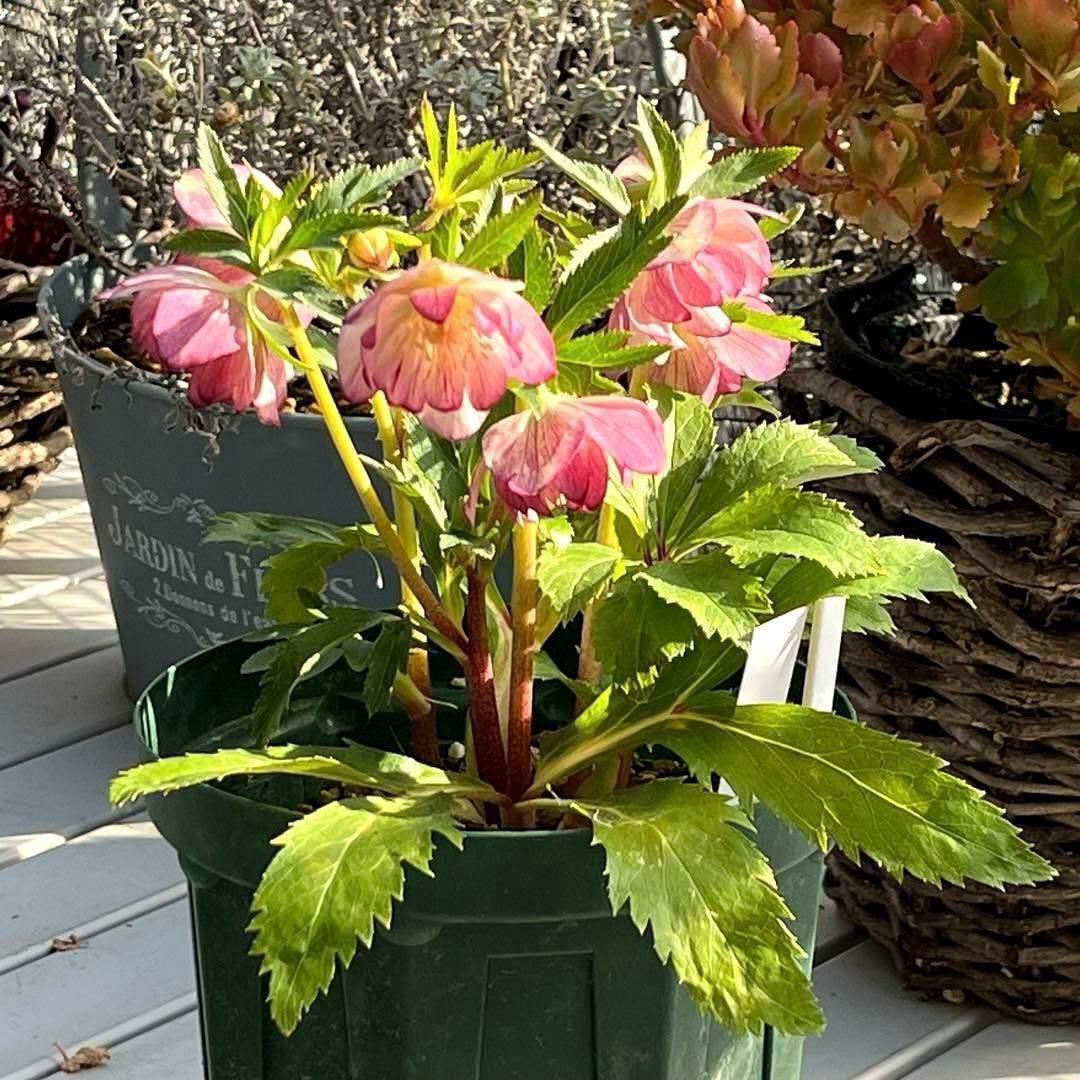 ま*️様 ❤️根充実❤️沢山新芽元気株❤️604⭐️超レア極上発色⭐️乳白色 【