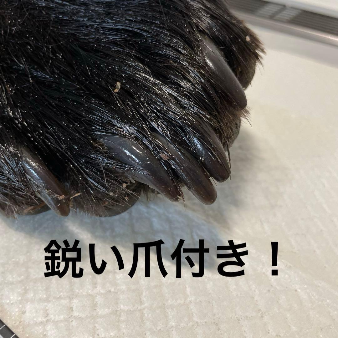 ヒグマ後ろ足、オス、幅14cm、長さ32cm冷凍品（クール便発送） 趣味