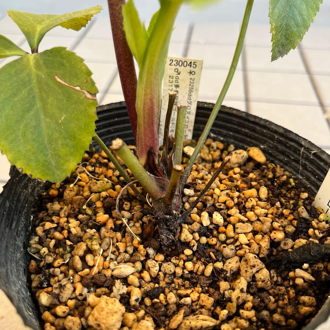 フレグランスタグ付き かぐや姫交配 クリスマスローズ 開花株 加藤農園