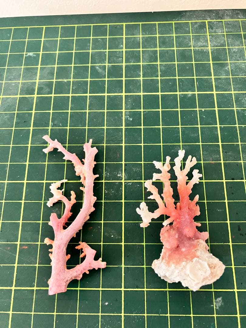 珊瑚　原木　置物　赤珊瑚