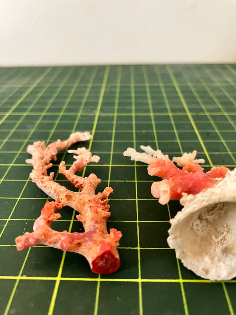 珊瑚　原木　置物　赤珊瑚