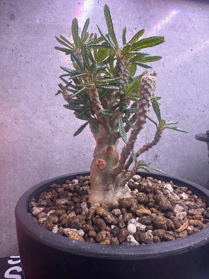 Dorstenia gigas f. bullata 