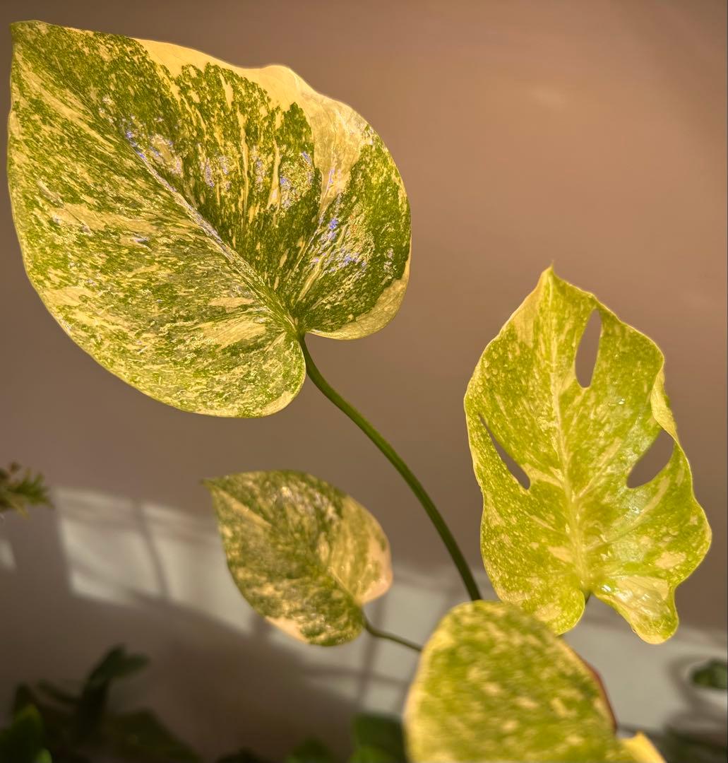 モンステラタイコンステレーション