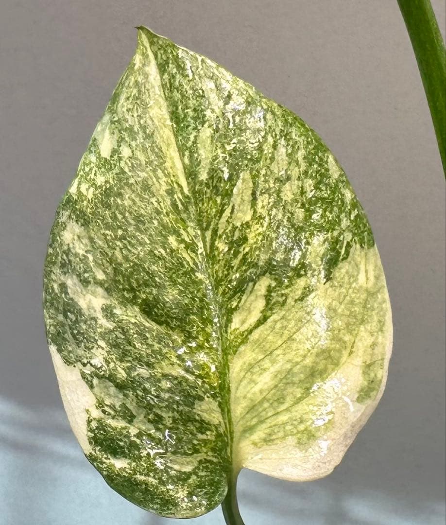 モンステラタイコンステレーション