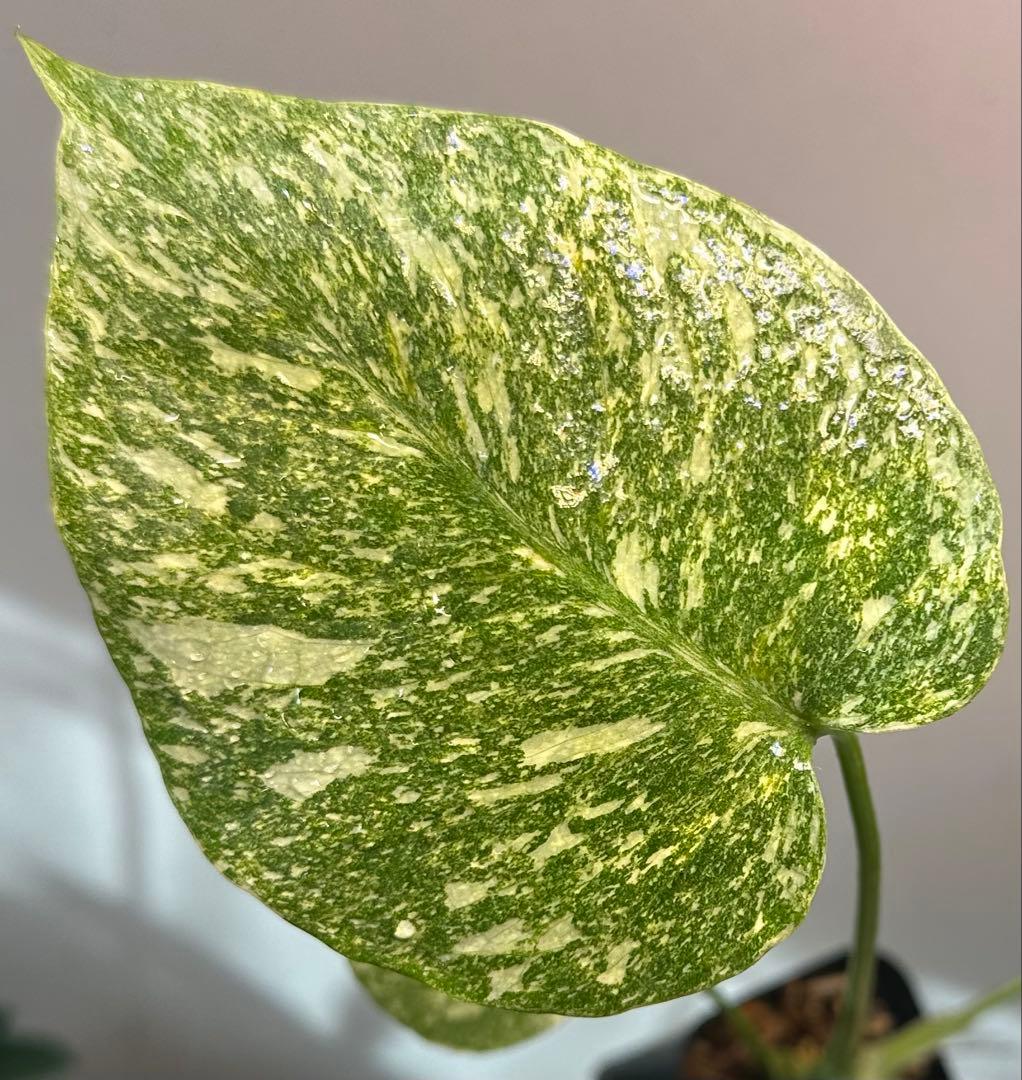 モンステラタイコンステレーション