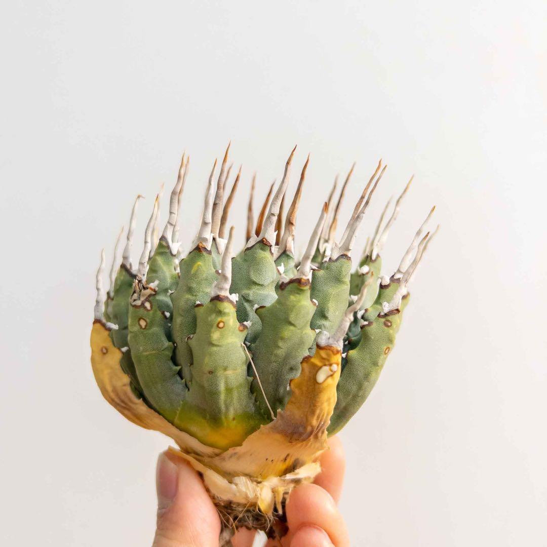 44 ユタエンシス エボリスピナ 現地株 ベアルート 陽炎 アガベ - メルカリ