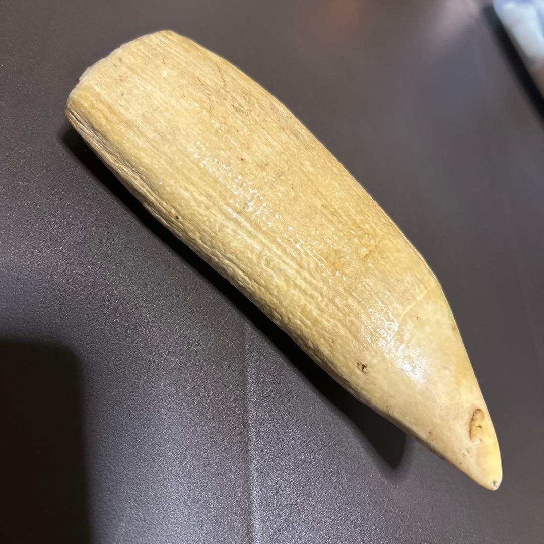 マッコウクジラの歯