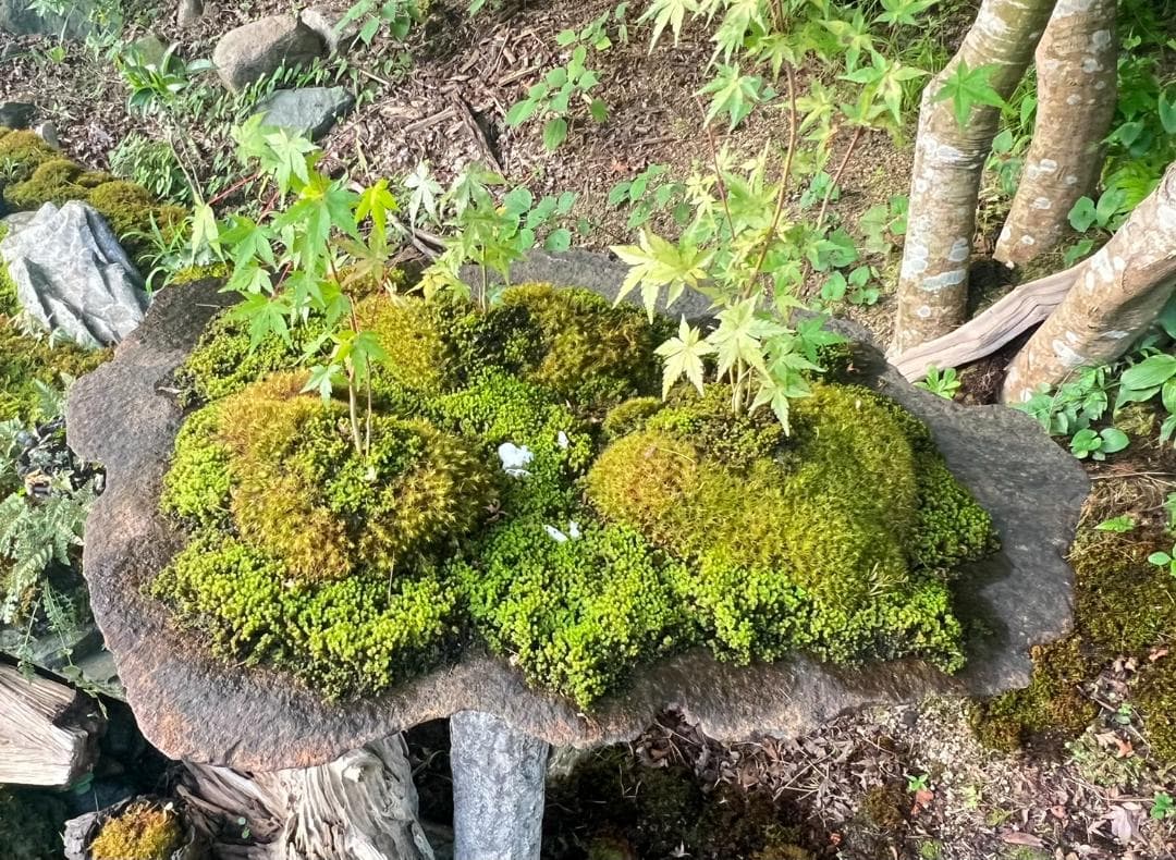 No.55 もみじ　苔　京鞍馬風平石