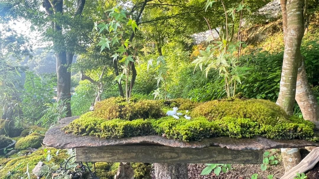 No.55 もみじ　苔　京鞍馬風平石