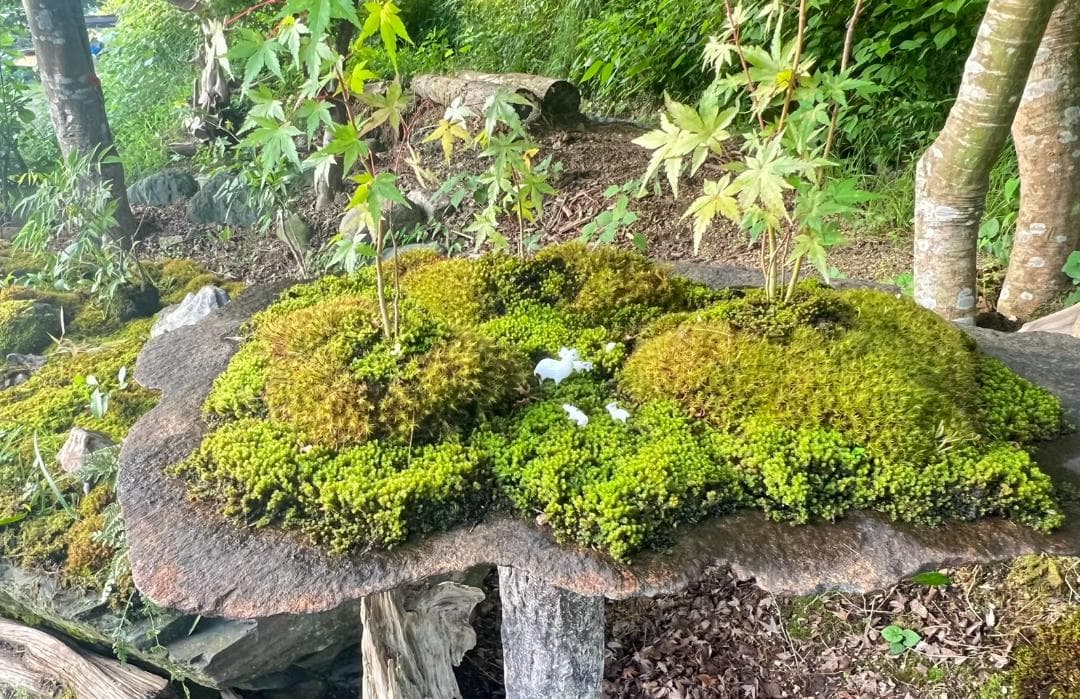 No.55 もみじ　苔　京鞍馬風平石