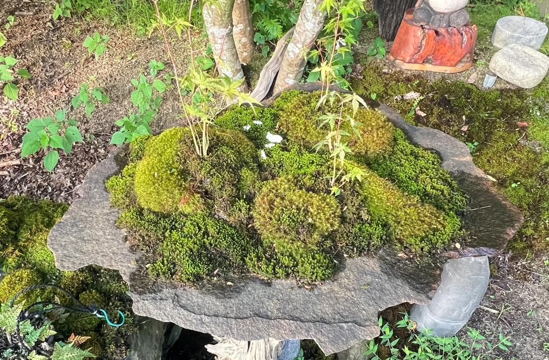 No.55 もみじ　苔　京鞍馬風平石