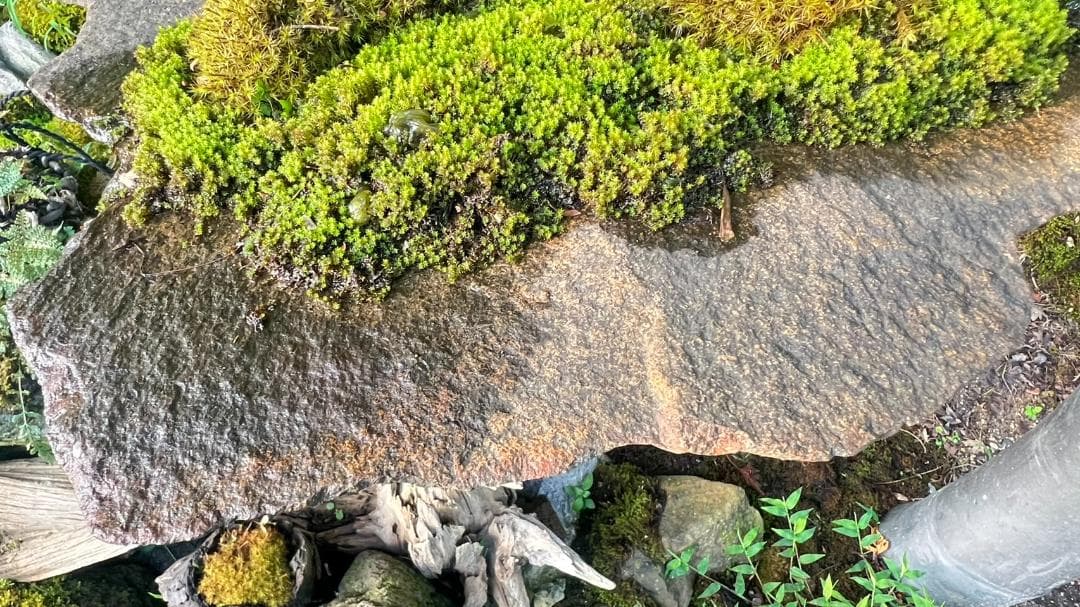 No.55 もみじ　苔　京鞍馬風平石